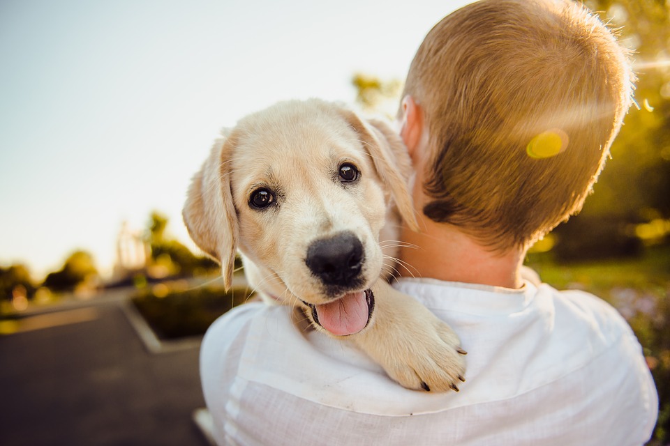 Fostering a dog