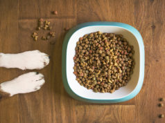 FDA Says: Your Dog May Be In Danger Of Developing Heart Disease, Based On What Food They Eat! Dangerous Dog Food