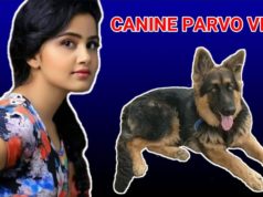Canine Parvo Virus In Dogs (cpv) | Celebrities Lost Their Pets Due To This Virus | Anupama’s Pets Canine Parvo Virus