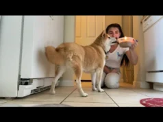 I Bake My Dog A Birthday Cake 4VVTNMi9 Jk 1