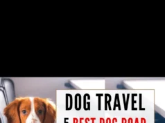 Dog Travel Essentials: 5 Best Road Trip Accessories For Motorhomes, Campervans, Rv & Cars z4zmbzndk s