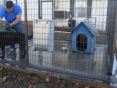 The Best Way To Clean Your Dog Kennel In Just 5 Minutes 5 Minute Kennel Cleaning 00
