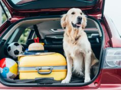 What’s In My Dog Travel Bag? 16 Owners Share Their Secrets Dog Travel Bag