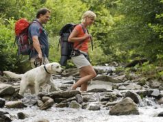 15 Tips For Hiking With Your Dog DogHiking