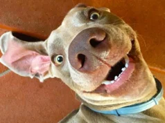 Say Goodbye To 2021 With Laughter: 13 Funny Dog and Puppy Videos To Enjoy FunnyDogs