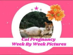 Cat Pregnancy Timelapse Week-By-Week Cat Pregnancy 00