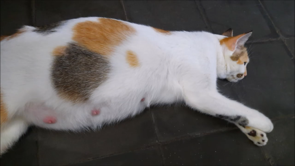 Cat Pregnancy Timelapse Week-By-Week - Dogs, Dames And Dudes