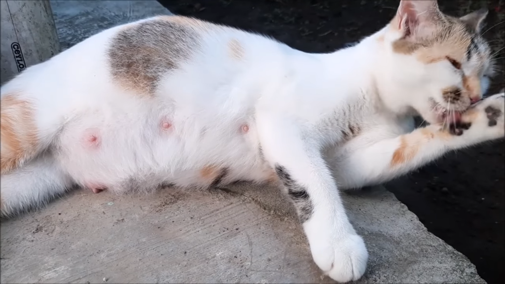 Cat Pregnancy Timelapse Week-By-Week - Dogs, Dames And Dudes