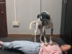 How To Teach Your Dog The “CPR Trick” In Three Easy Steps Teach CPR Trick