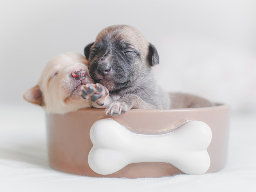 Two sleeping puppies cuddling inside a dog bowl