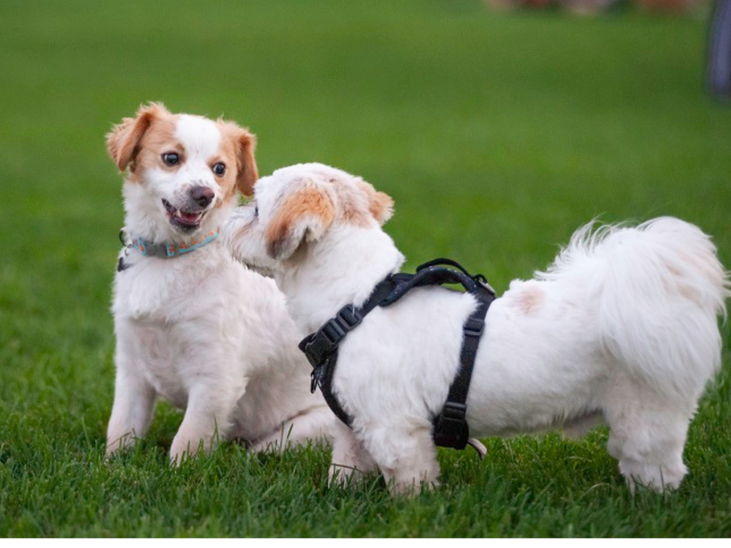 Two dogs on the field