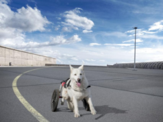 Paws in Motion: Sammy’s Heartwarming Story Embracing Dog Wheelchair for the First Time Sammy