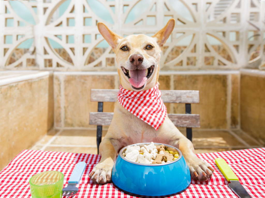 healthy and happy dog about to enjoy its natural dog treat