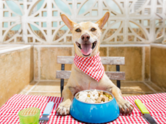 From Nature’s Pantry: Exploring the World of Natural Dog Treats healthy dog