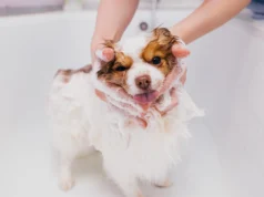 Fluffy and Fresh: Mastering the Art of Puppy Bath puppy bath time 1