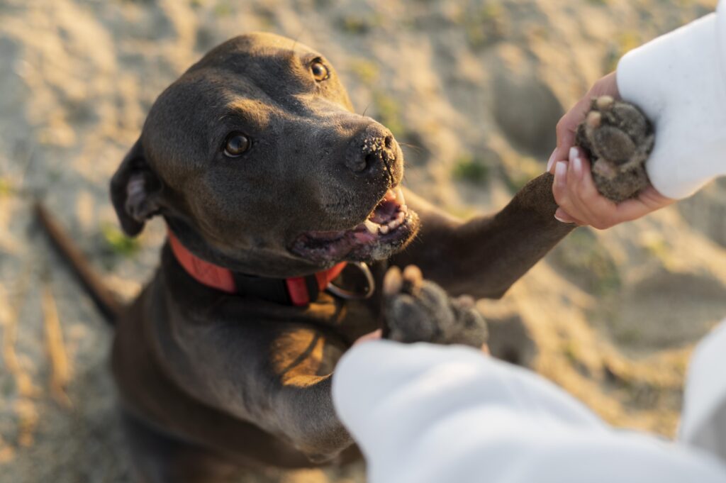 rewarding dog with affection