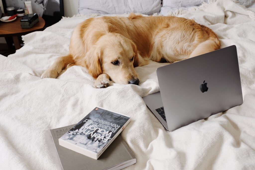 dog's anxiety