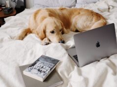 Unraveling and Addressing Dog Separation Anxiety dog anxiety scaled