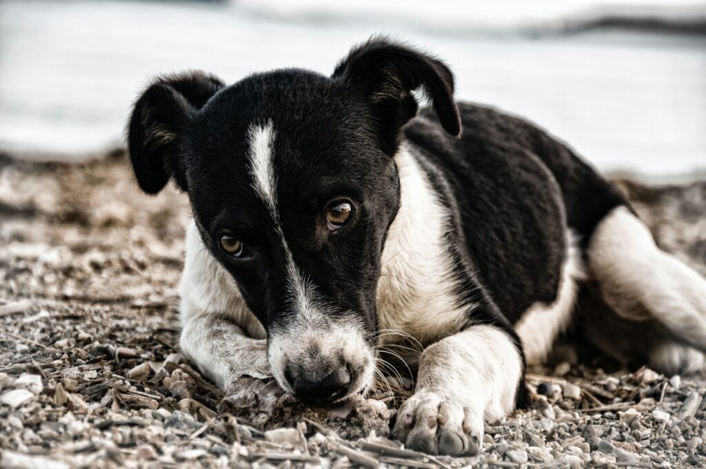 signs for separation anxiety in dogs