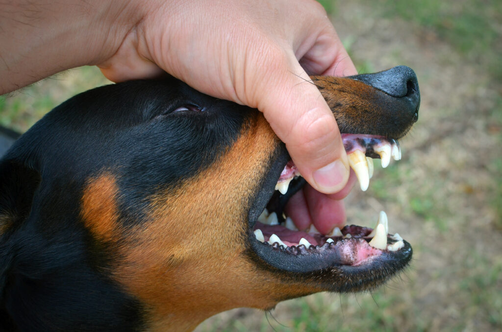 angry dog in bite mode