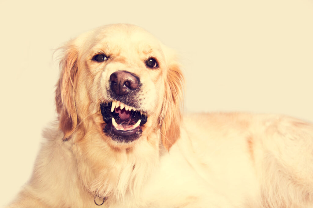 golden retriever pup is ready to bite