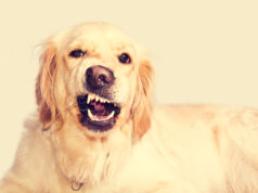 Mastering the Art of Curbing Puppy Biting Behavior golden retriever pup bites scaled