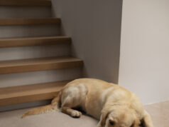 Preventing Unwanted Urination in Dogs: Understanding the Causes and Effective Solutions high angle dog after peeing floor 2 scaled
