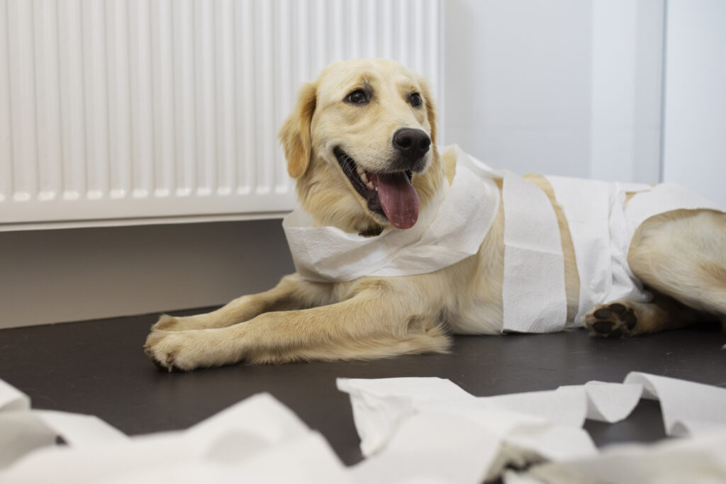 smiling dog wrapped in tissue paper