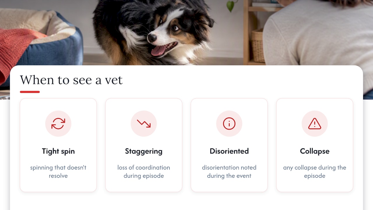 Four warning signs requiring veterinary attention